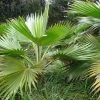 Pritchardia Hillebrandii - Palmier D'HawaÃ¯ -Jardin De Fleurs Magasin Pritchardia hillebrandii 89926 1