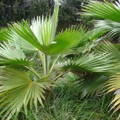 Pritchardia Hillebrandii - Palmier D'HawaÃ¯