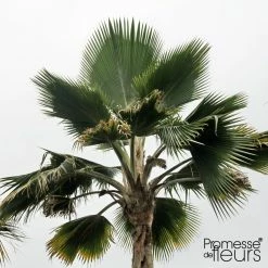 Pritchardia PacÃ­fica - Palmier Des Ã®les Fidji