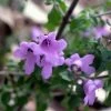 Prostanthera Rotundifolia - Menthe Australienne -Jardin De Fleurs Magasin Prostanthera rotundifolia 83441 1