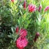 Protea Clark's Red - ProtÃ©e Hybride -Jardin De Fleurs Magasin Protea Clark s Red 81584 1 2