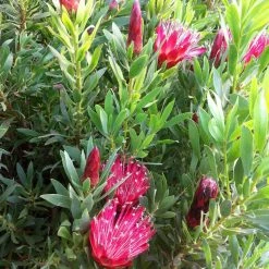 Protea Clark's Red - ProtÃ©e Hybride