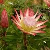 Protea Pink Crown - ProtÃ©e Hybride -Jardin De Fleurs Magasin Protea Pink Crown 83442 1