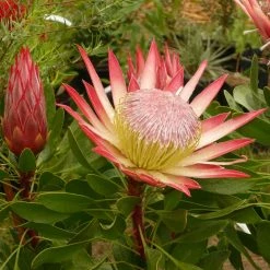 Protea Pink Crown - ProtÃ©e Hybride