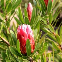 Protea Pink Ice - ProtÃ©e Hybride
