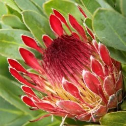 Protea Eximia - ProtÃ©e Ã  Feuilles Larges