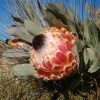 Protea Magnifica - ProtÃ©e Magnifique, Reine ProtÃ©e