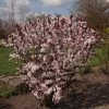 Prunus Cistena - Prunier Des Sables -Jardin De Fleurs Magasin Prunus cistena 84219 1