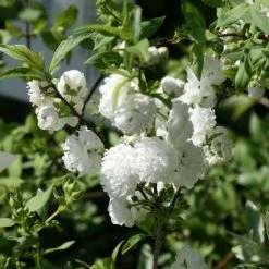 Cerisier Ã  Fleur - Prunus Glandulosa Alba Plena