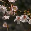 Cerisier Ã  Fleurs Du Japon Nain - Prunus Incisa Mikinori -Jardin De Fleurs Magasin Prunus incisa Mikinori 84220 1