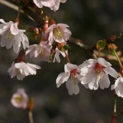 Cerisier Ã  Fleurs Du Japon Nain - Prunus Incisa Mikinori