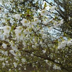 Cerisier Ã  Fleurs Du Japon Nain - Prunus Incisa Yamadei