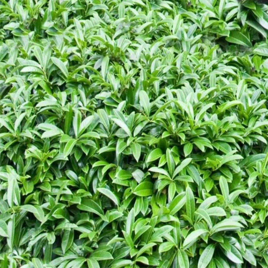 Laurier-Cerise - Prunus Laurocerasus Mount Vernon 1 Laurier-Cerise - Prunus Laurocerasus Mount Vernon