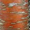 Prunus Maackii Amber Beauty - Cerisier De Mandchourie -Jardin De Fleurs Magasin Prunus maackii Amber Beauty 87317 1