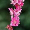 Prunus Mume Beni Chidori - Abricotier Du Japon -Jardin De Fleurs Magasin Prunus mume Beni Chidori 87644 1