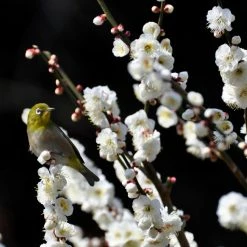 PÃªcher Ã  Fleurs - Prunus Persica Taoflora White