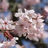 Cerisier Ã  Fleurs De Sargent - Prunus Sargentii -Jardin De Fleurs Magasin Prunus sargentii 87319 1