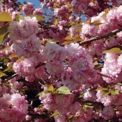 Cerisier Ã  Fleurs Du Japon - Prunus Serrulata Kanzan