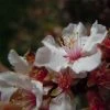 Ragouminier - Prunus Tomentosa -Jardin De Fleurs Magasin Prunus tomentosa 84234 1