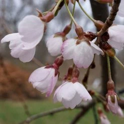 Cerisier Ã  Fleurs Pleureur - Prunus Yedoensis Shidare Yoshino
