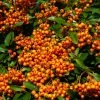 Pyracantha Orange Glow - Buisson Ardent -Jardin De Fleurs Magasin Pyracantha Orange Glow 781796 1