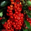 Pyracantha SAPHYR Rouge - Buisson Ardent 3 Pyracantha SAPHYR Rouge - Buisson Ardent -Jardin De Fleurs Magasin Pyracantha SAPHYR Rouge 84242 1