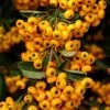 Pyracantha Coccinea Saphyr Jaune - Buisson Ardent -Jardin De Fleurs Magasin Pyracantha coccinea Saphyr Jaune 1001782 1