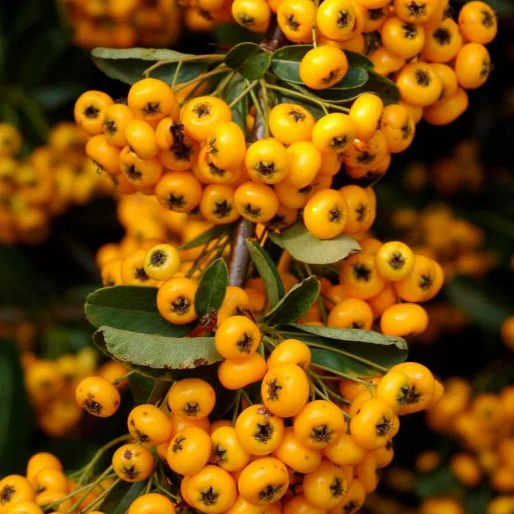 Pyracantha Coccinea Saphyr Jaune - Buisson Ardent 1 Pyracantha Coccinea Saphyr Jaune - Buisson Ardent