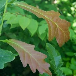 Quercus X Warei Chimney Fire - ChÃªne