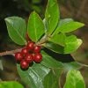 Rhamnus Alaternus - Alaterne 2 Rhamnus Alaternus - Alaterne -Jardin De Fleurs Magasin Rhamnus alaternus 87333 1