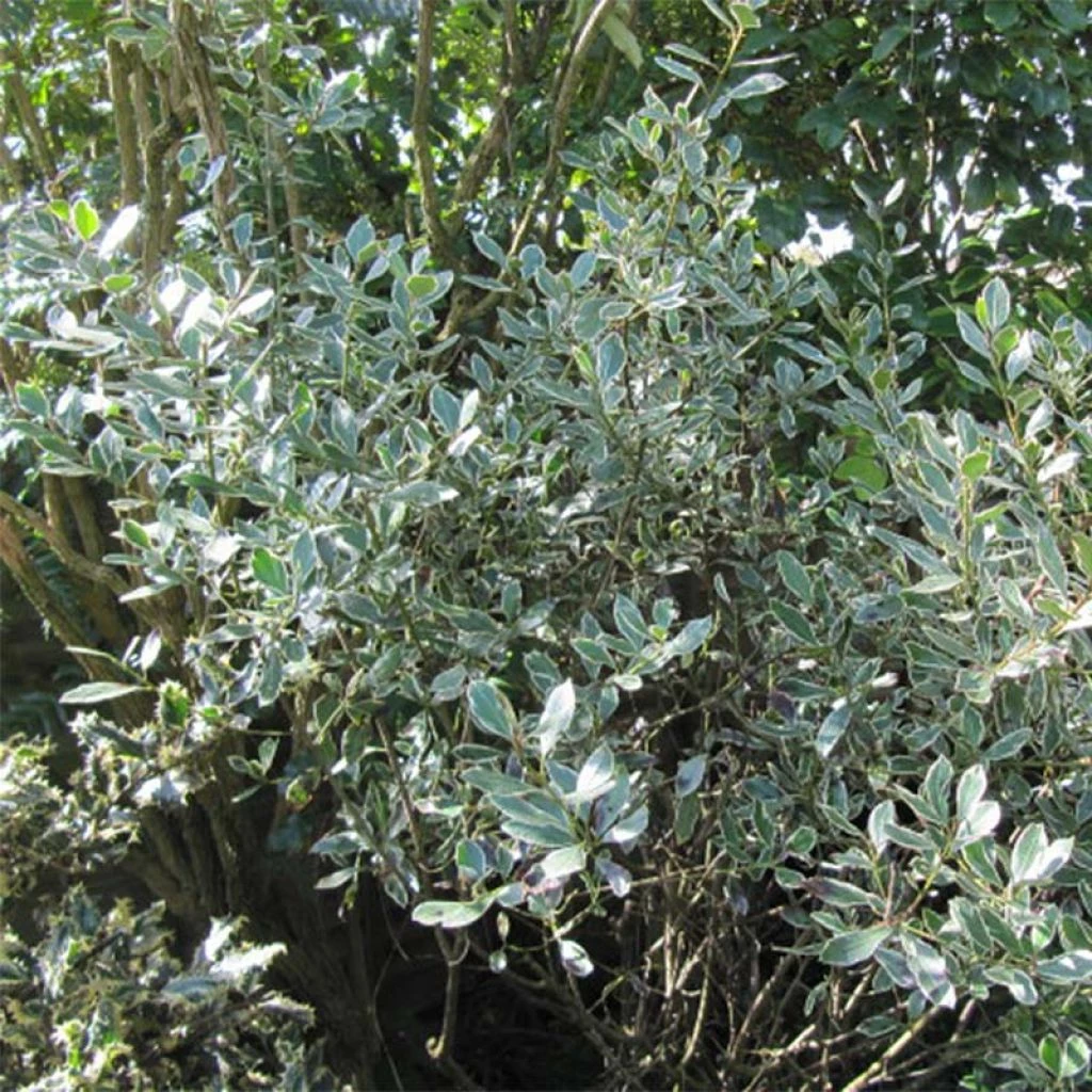 Rhamnus Alaternus Argenteovariegata 1 Rhamnus Alaternus Argenteovariegata