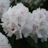 Rhododendron Boddaertianum - Grand Rhododendron -Jardin De Fleurs Magasin Rhododendron Boddaertianum 84278 1