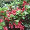 AzalÃ©e Du Japon Johanna - Rhododendron Hybride