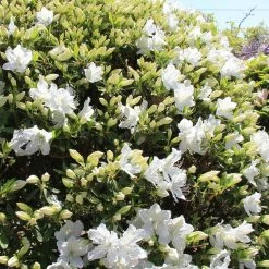 AzalÃ©e Du Japon Luzi - Rhododendron Hybride