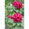 Rhododendron Hybride Moser's Maroon -Jardin De Fleurs Magasin Rhododendron Moser s Maroon 89065 1