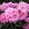 Rhododendron Scintillation -Jardin De Fleurs Magasin Rhododendron Scintillation copyright 1008441 1