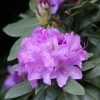 Rhododendron Catawbiense Boursault -Jardin De Fleurs Magasin Rhododendron catawbiense Boursault AdobeStock 1001951 1