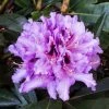 Rhododendron Hybride Kabarett -Jardin De Fleurs Magasin Rhododendron hybride Kabarett 85064 1