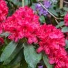 Rhododendron Hybride Lord Roberts -Jardin De Fleurs Magasin Rhododendron hybride Lord Roberts 89064 1