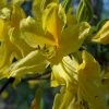 AzalÃ©e De Chine - Rhododendron Luteum