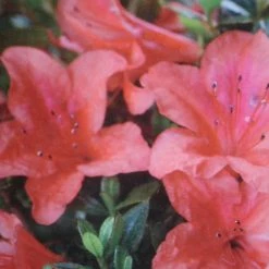 AzalÃ©e Du Japon Nakaharai Orange - Azalea Japonica