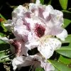 Rhododendron Sappho -Jardin De Fleurs Magasin Rhododendron Sappho LD Flickr V.Martirosyan 1001942 2