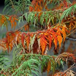 Sumac LaciniÃ© - Rhus Glabra Laciniata