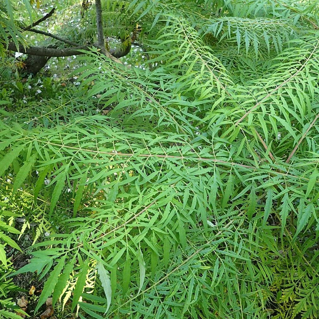 Sumac De Virginie - Rhus Typhina Dissecta 1 Sumac De Virginie - Rhus Typhina Dissecta