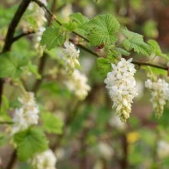 Ribes Sanguineum White Icicle - Groseillier Ã  Fleurs Blanches