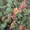 Ribes Gordonianum - Groseillier De Gordon -Jardin De Fleurs Magasin Ribes x gordonianum 781951 1