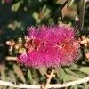 Callistemon Violaceus - Rince-bouteille
