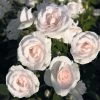 Rosier Couvre-sol Aspirin Rose -Jardin De Fleurs Magasin Rosa Aspirin Rose en racines nues 85508 2
