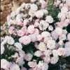 Rosier Ancien Gloire Des Polyanthas 2 Rosier Ancien Gloire Des Polyanthas -Jardin De Fleurs Magasin Rosier Ancien Gloire des Polyanthas 71238 1