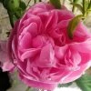 Rosier Ancien Fantin Latour -Jardin De Fleurs Magasin Rosier Fantin Latour 82278 1